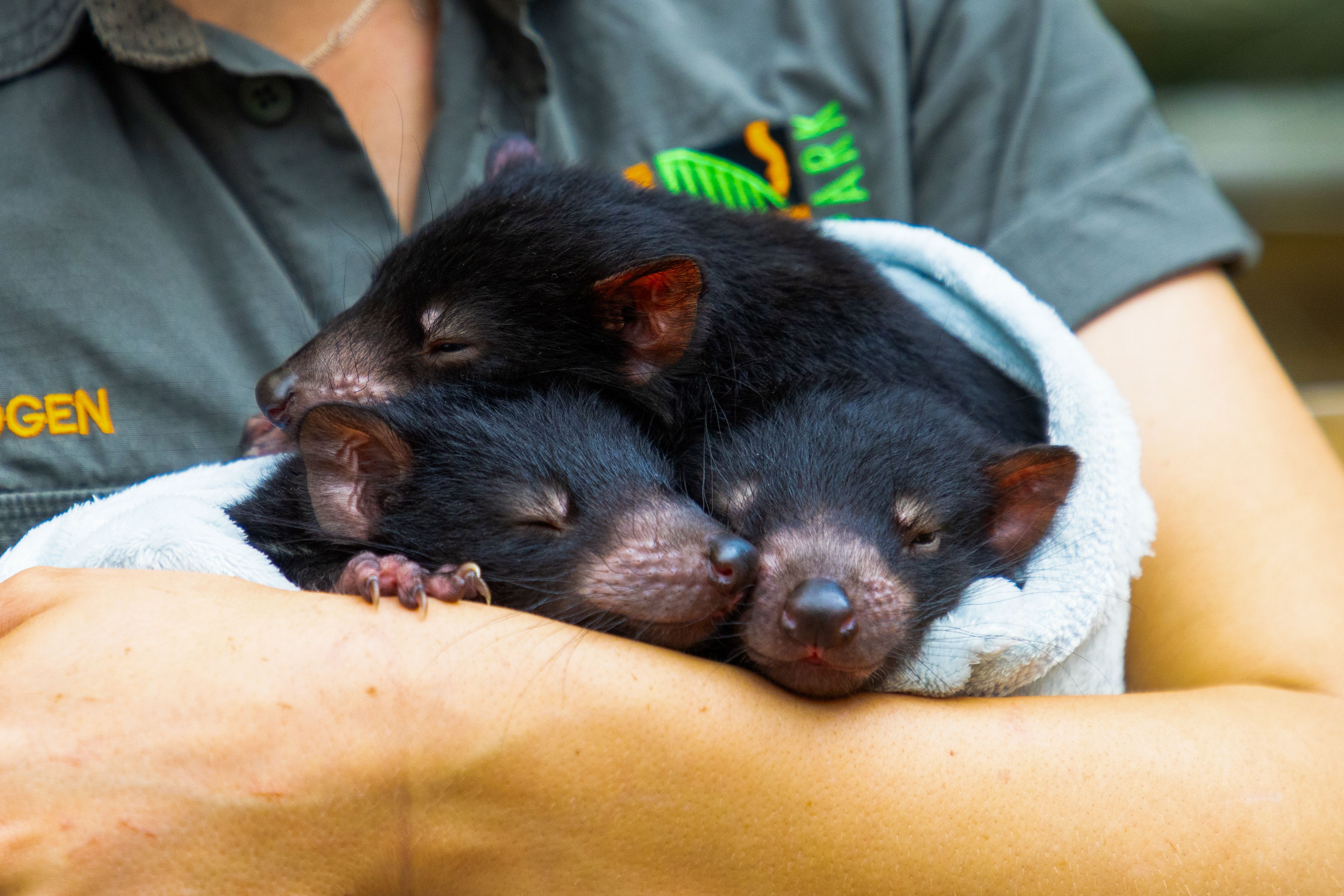 Australian Wildlife Ark Limited - Aussie Ark