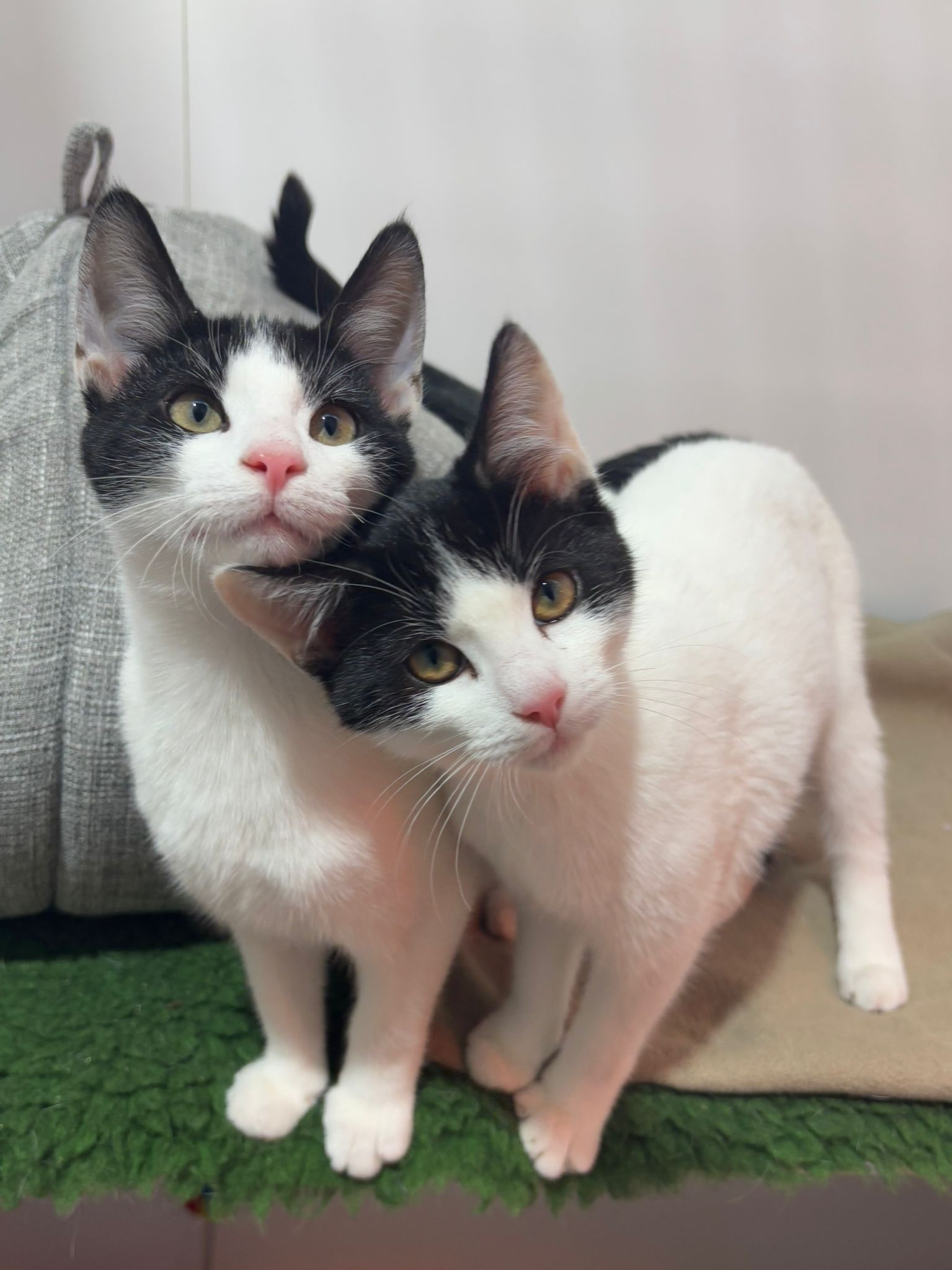 RSPCA East London and Havering Branch