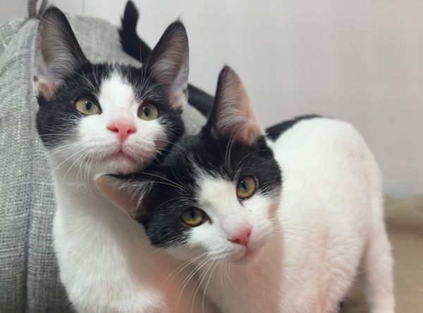 RSPCA East London and Havering Branch