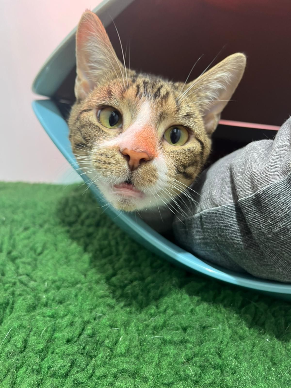 RSPCA East London and Havering Branch