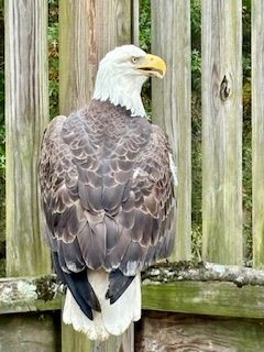 The Aark Wildlife Rehabilitation and Education Center, Inc.