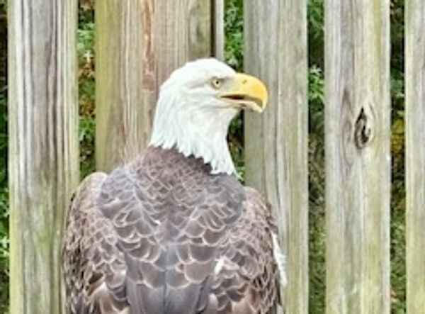 The Aark Wildlife Rehabilitation and Education Center, Inc.