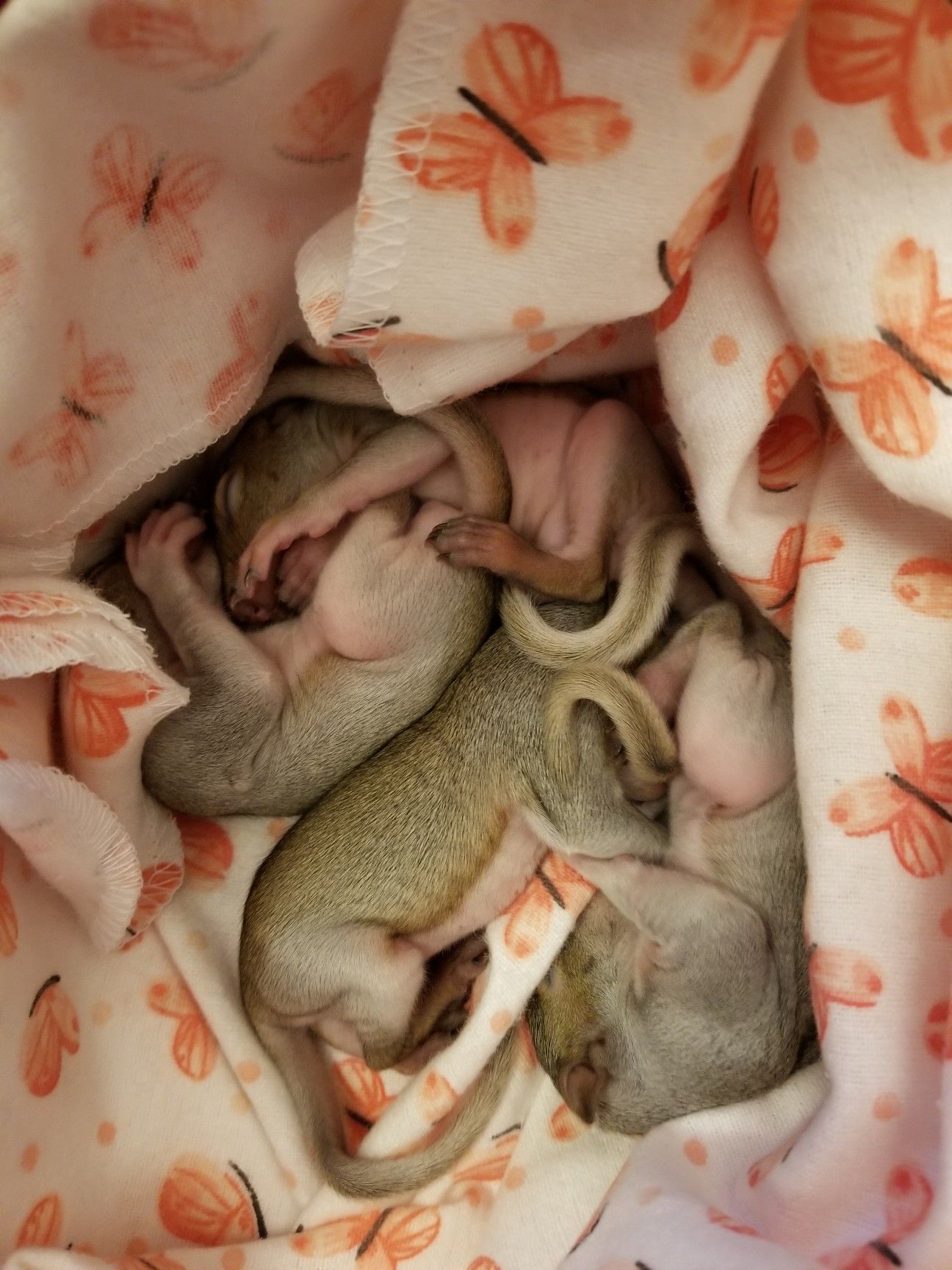 The Aark Wildlife Rehabilitation and Education Center, Inc.