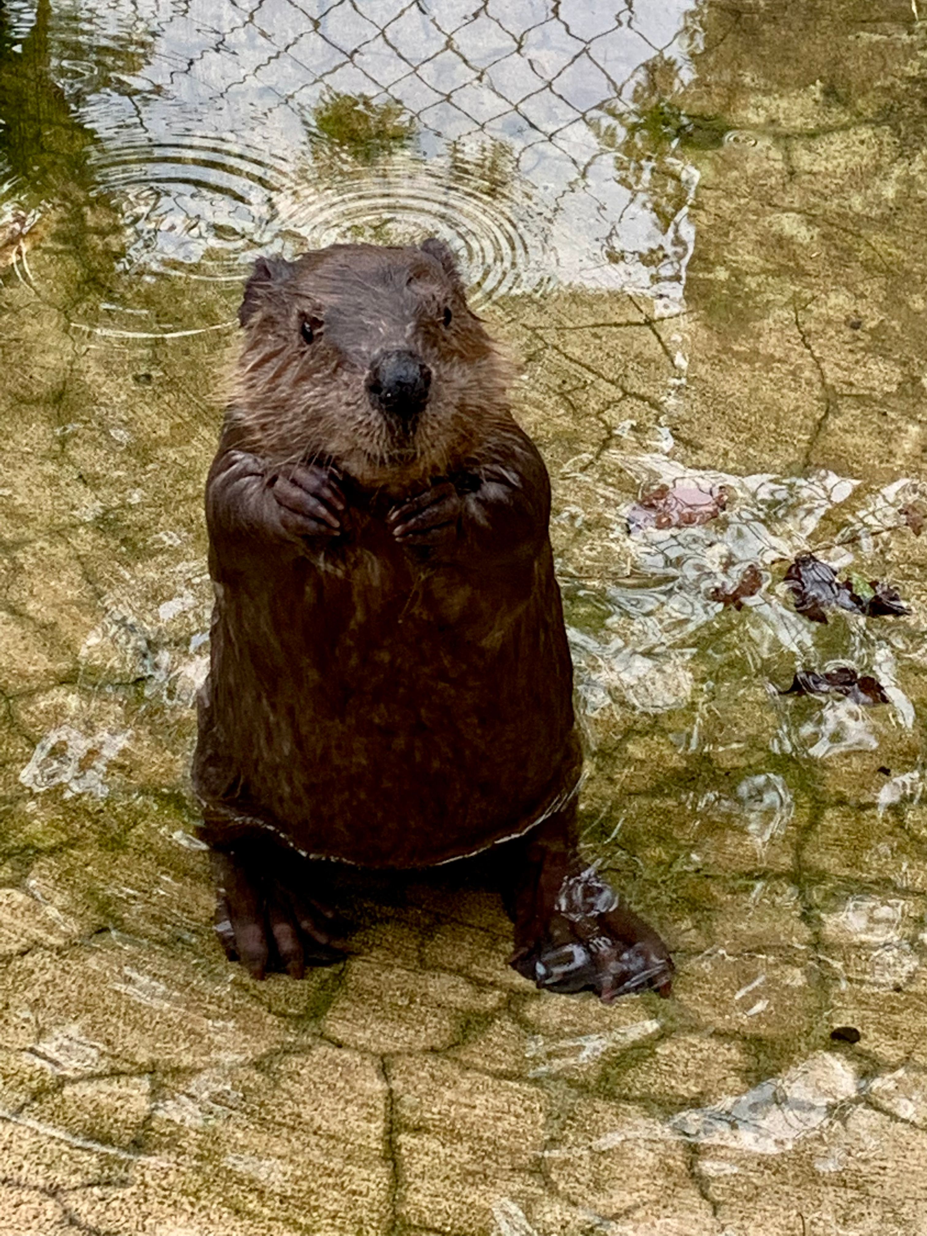 The Aark Wildlife Rehabilitation and Education Center, Inc.