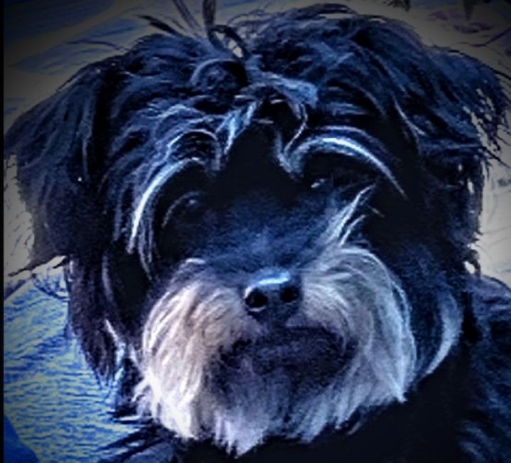 Animal House Foundation inc