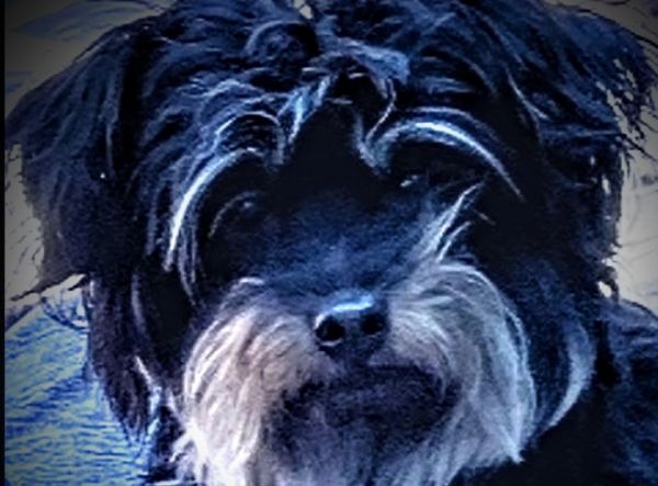 Animal House Foundation inc