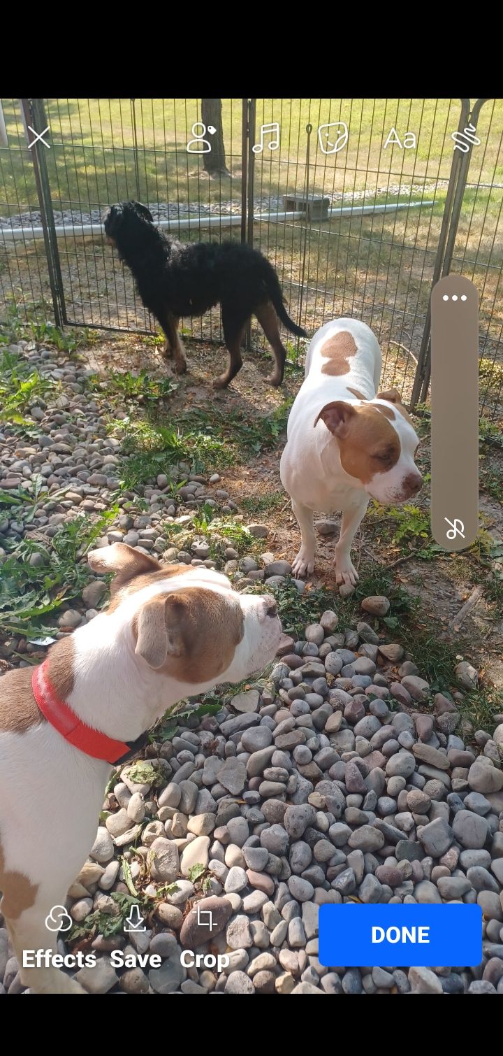 Animal House Foundation inc