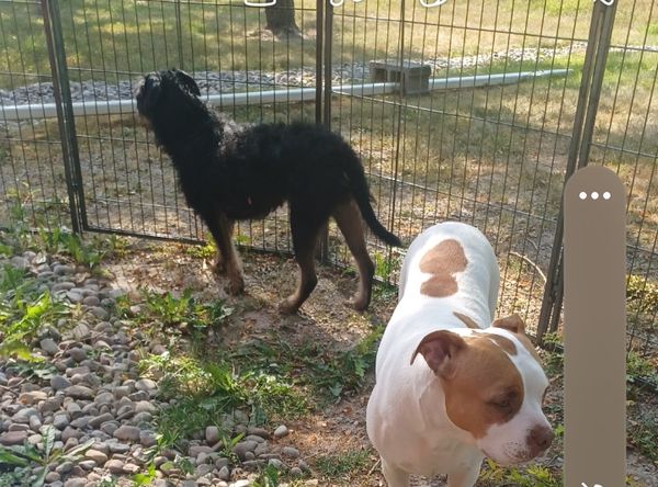 Animal House Foundation inc