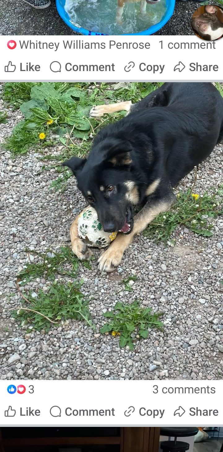 Animal House Foundation inc