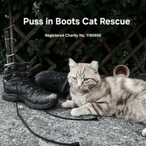 Puss in Boots Cat Rescue UK