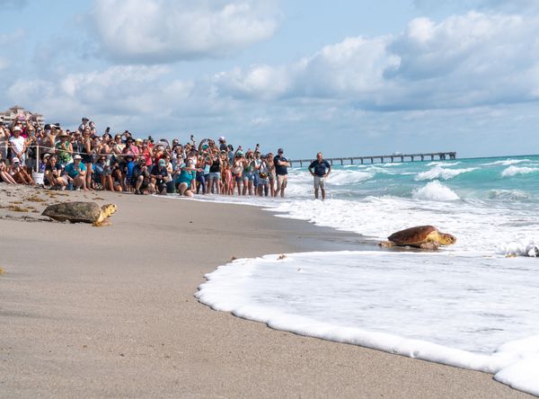 Loggerhead Marinelife Center