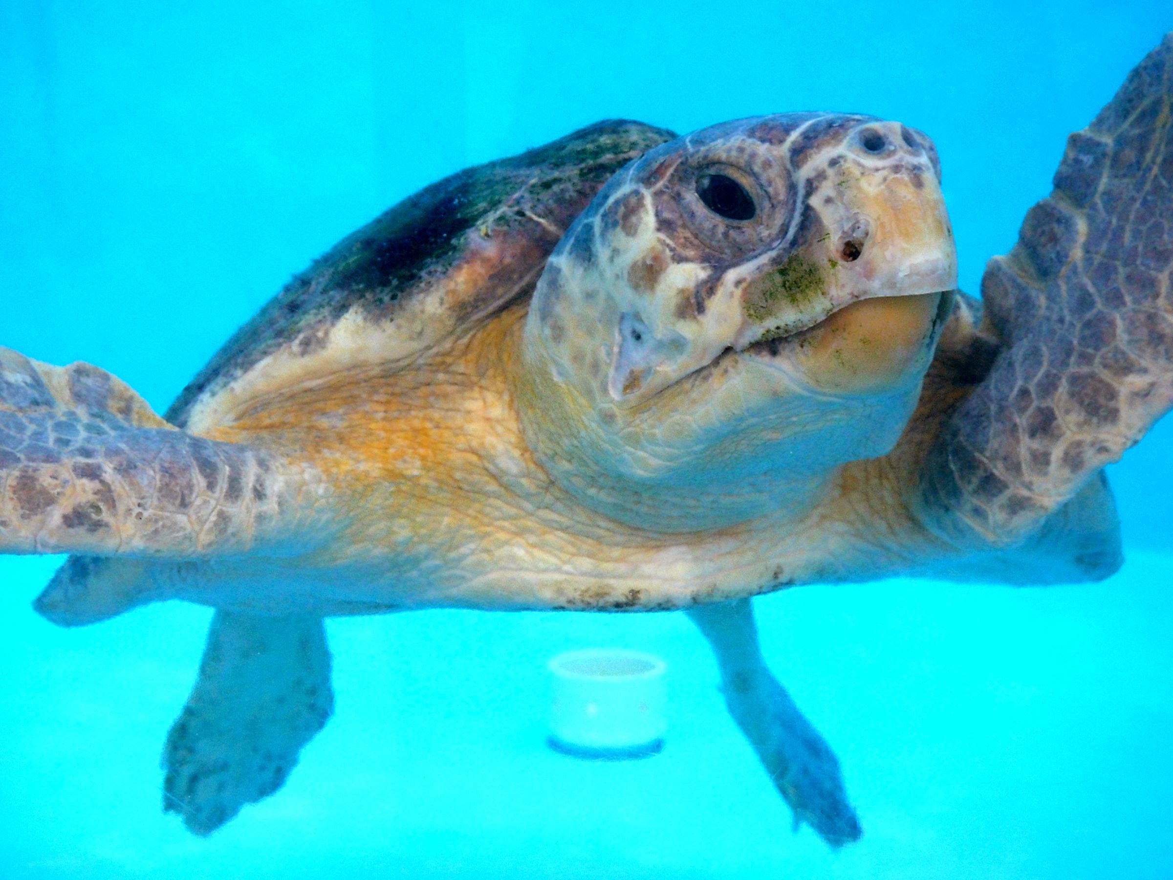 Loggerhead Marinelife Center