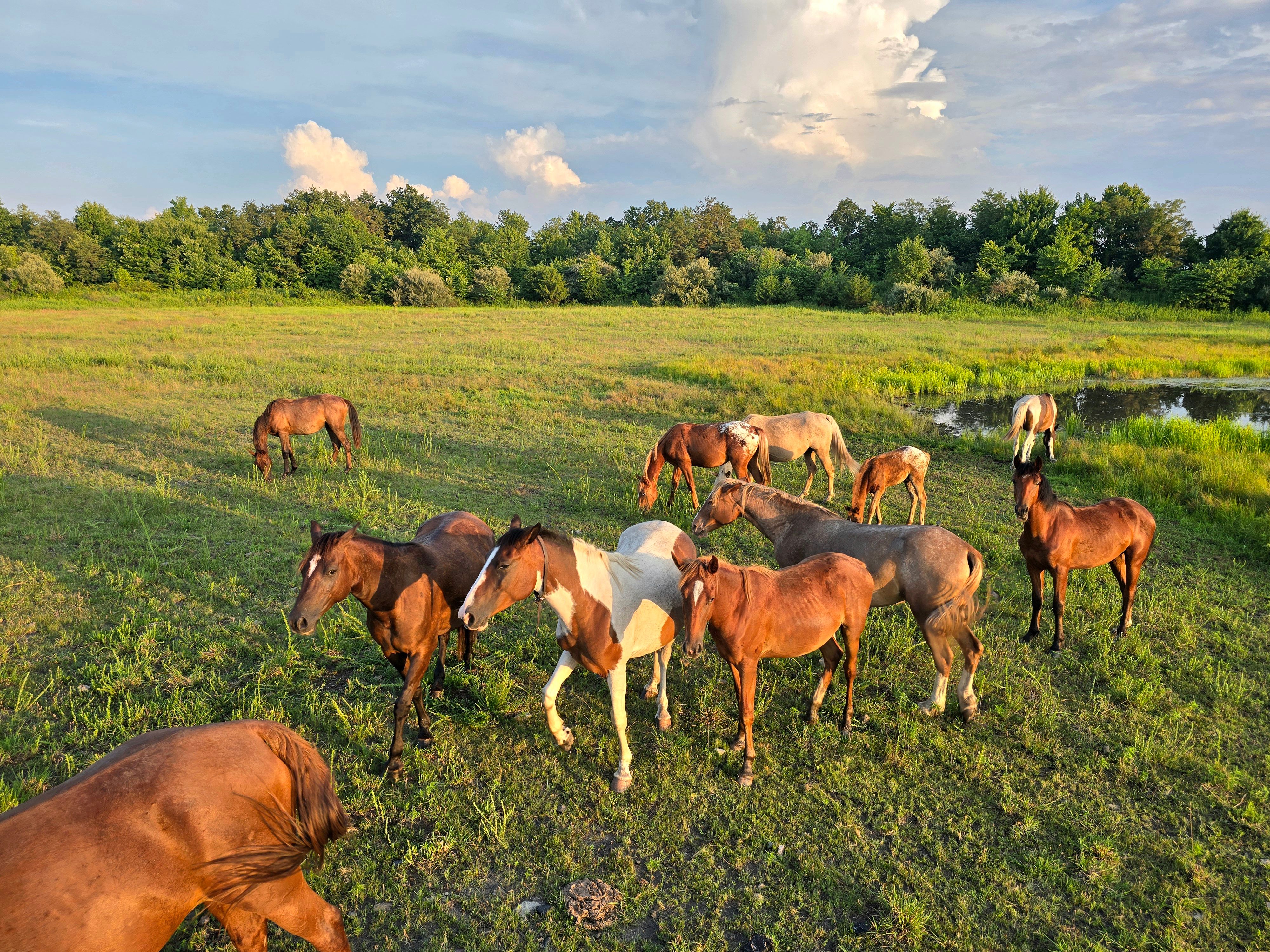 Appalachian Legacy Initiative inc