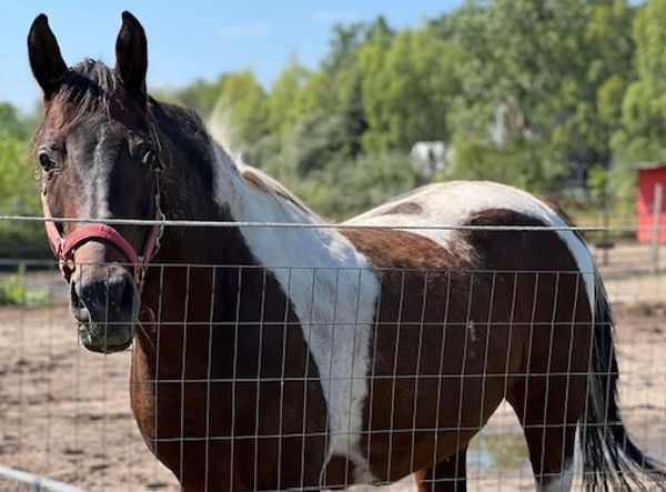 Healing Heart Farm Inc