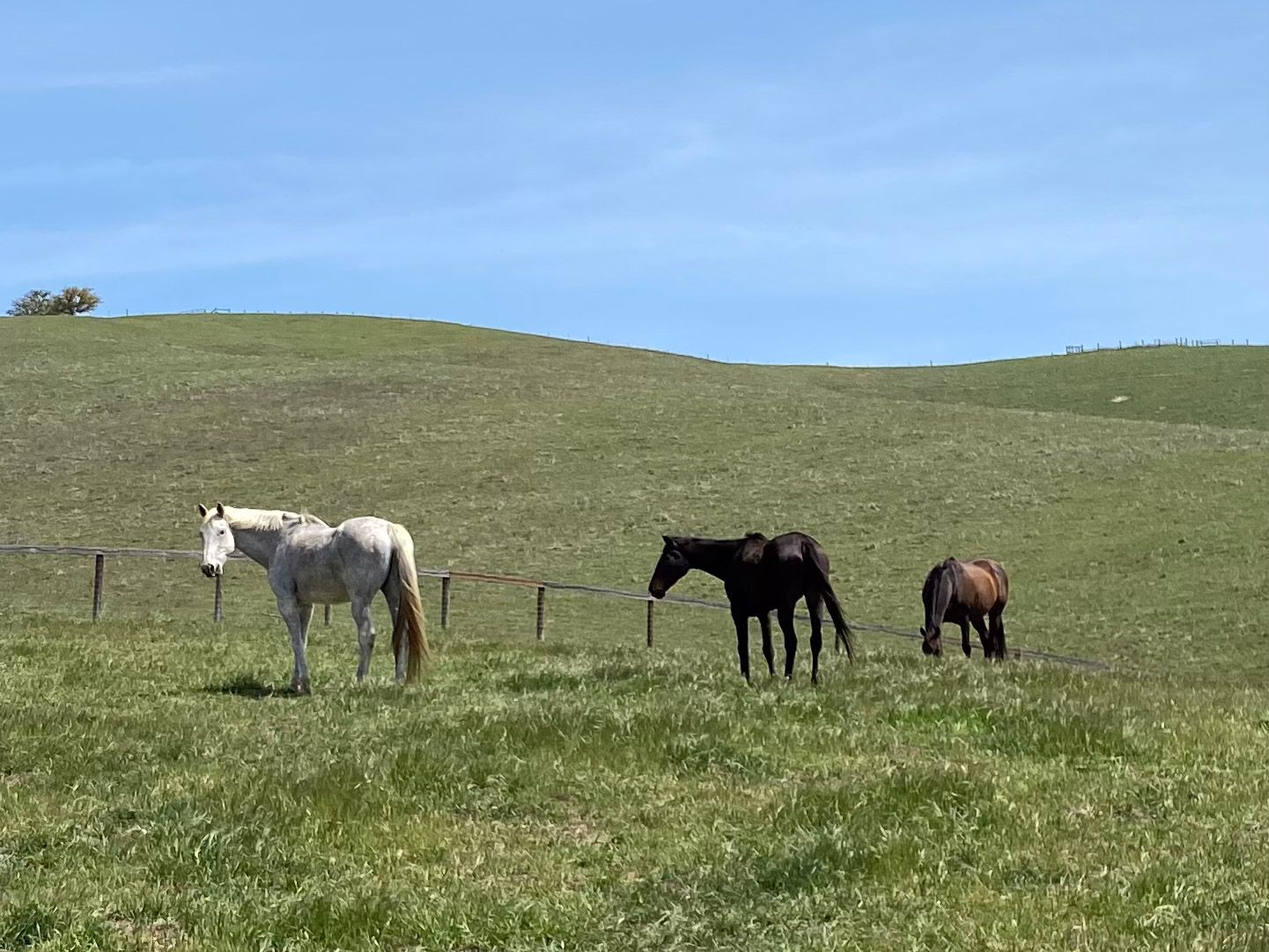 Fresh Start Thoroughbred Lifecare, Inc