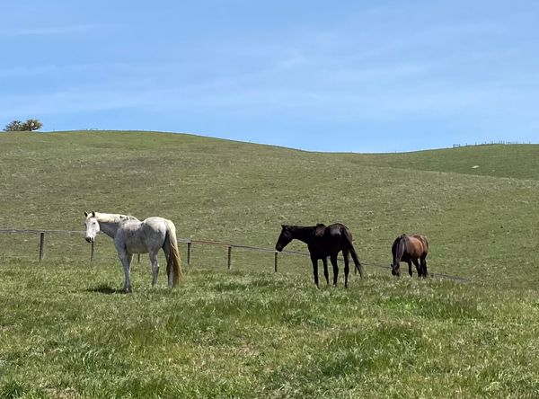 Fresh Start Thoroughbred Lifecare, Inc