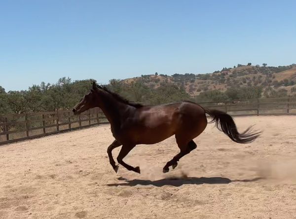 Fresh Start Thoroughbred Lifecare, Inc