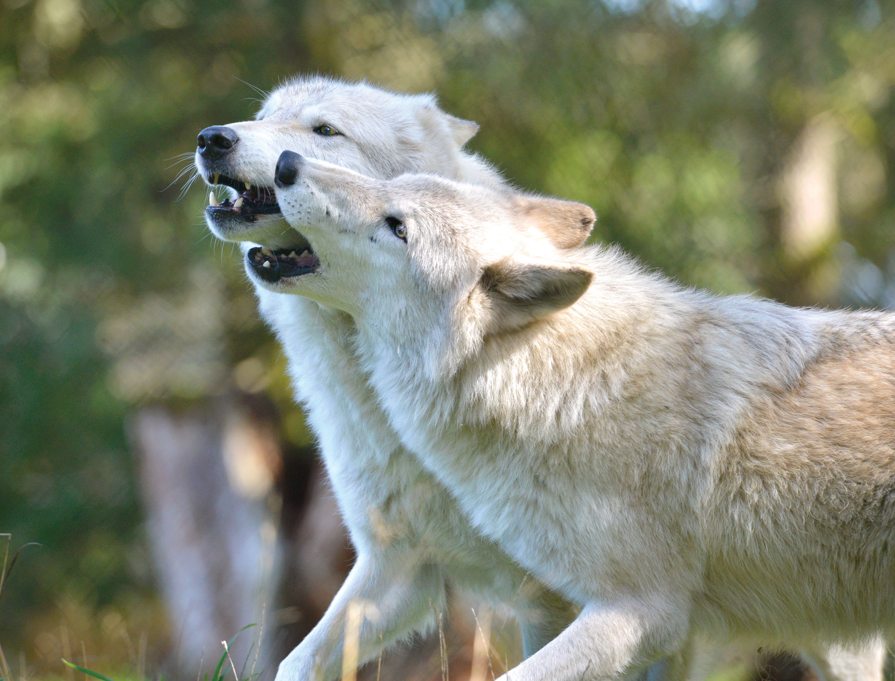 Wolf Haven International