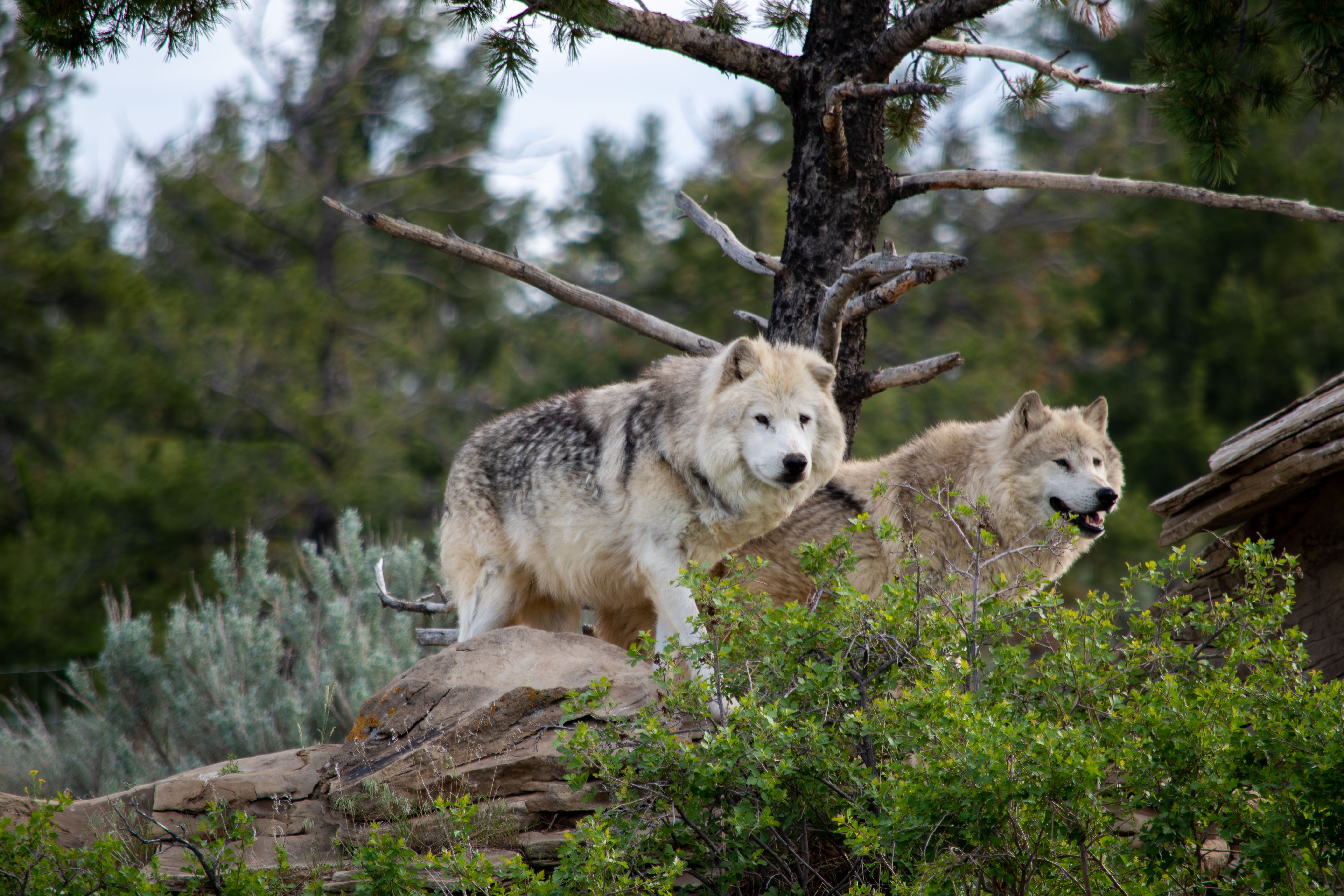 Wolf Haven International