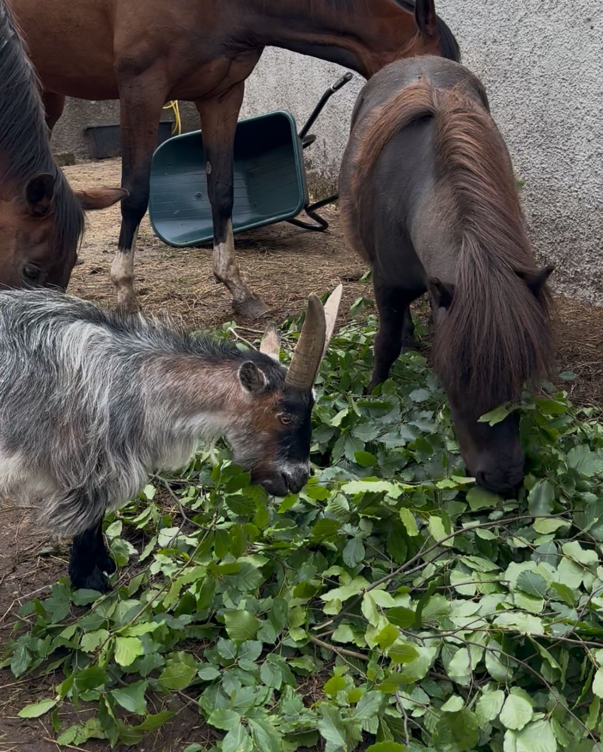 Shenanigan Stud Therapy Herd