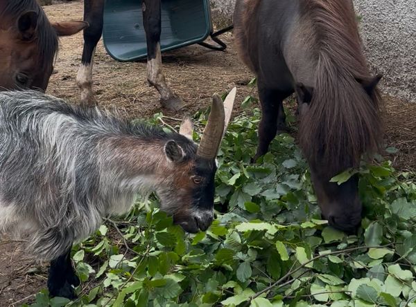 Shenanigan Stud Therapy Herd