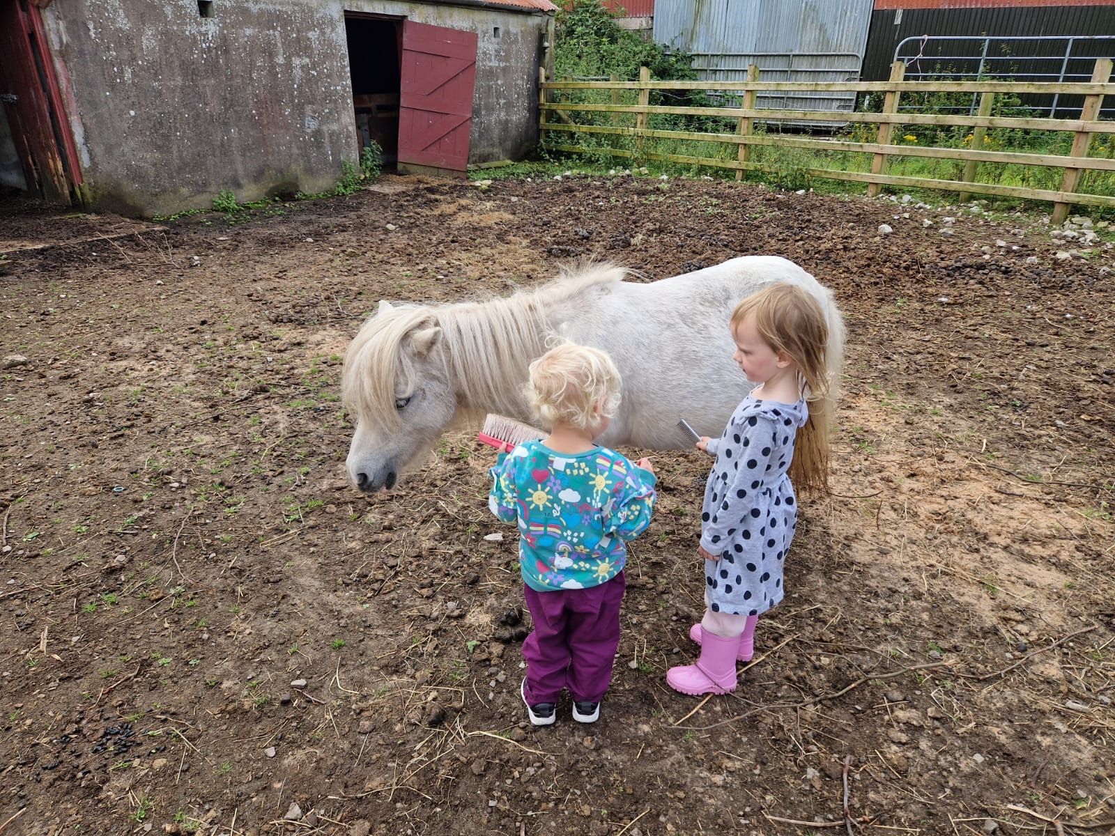 Shenanigan Stud Therapy Herd
