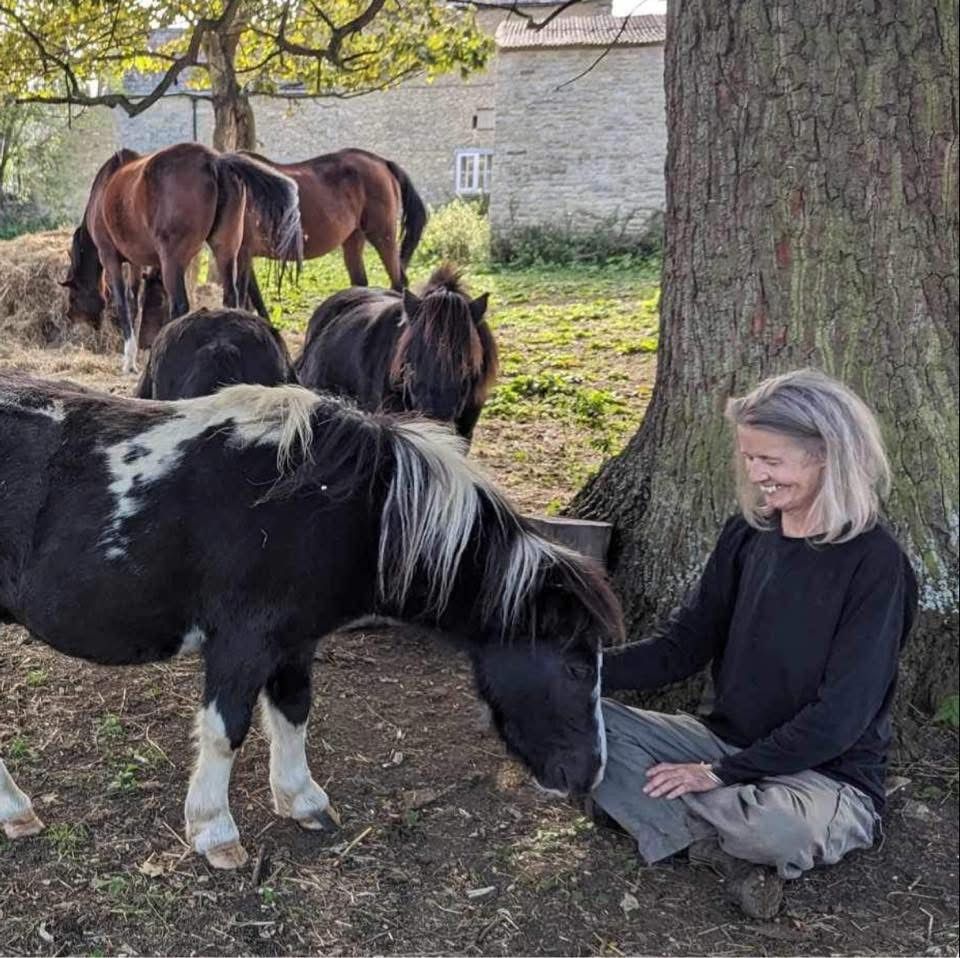 Shenanigan Stud Therapy Herd