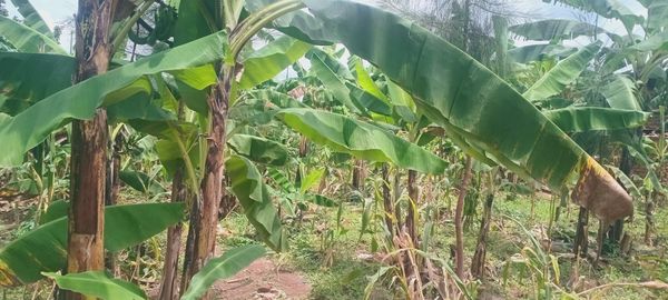 Omusugun Child Development Organisation