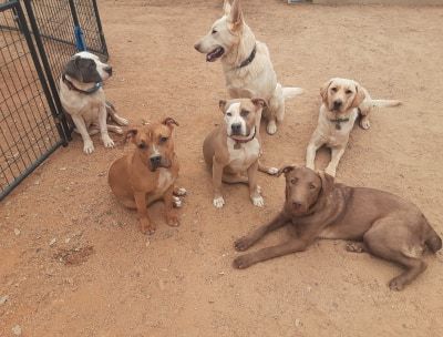 Strength of Shadow Dog Rescue