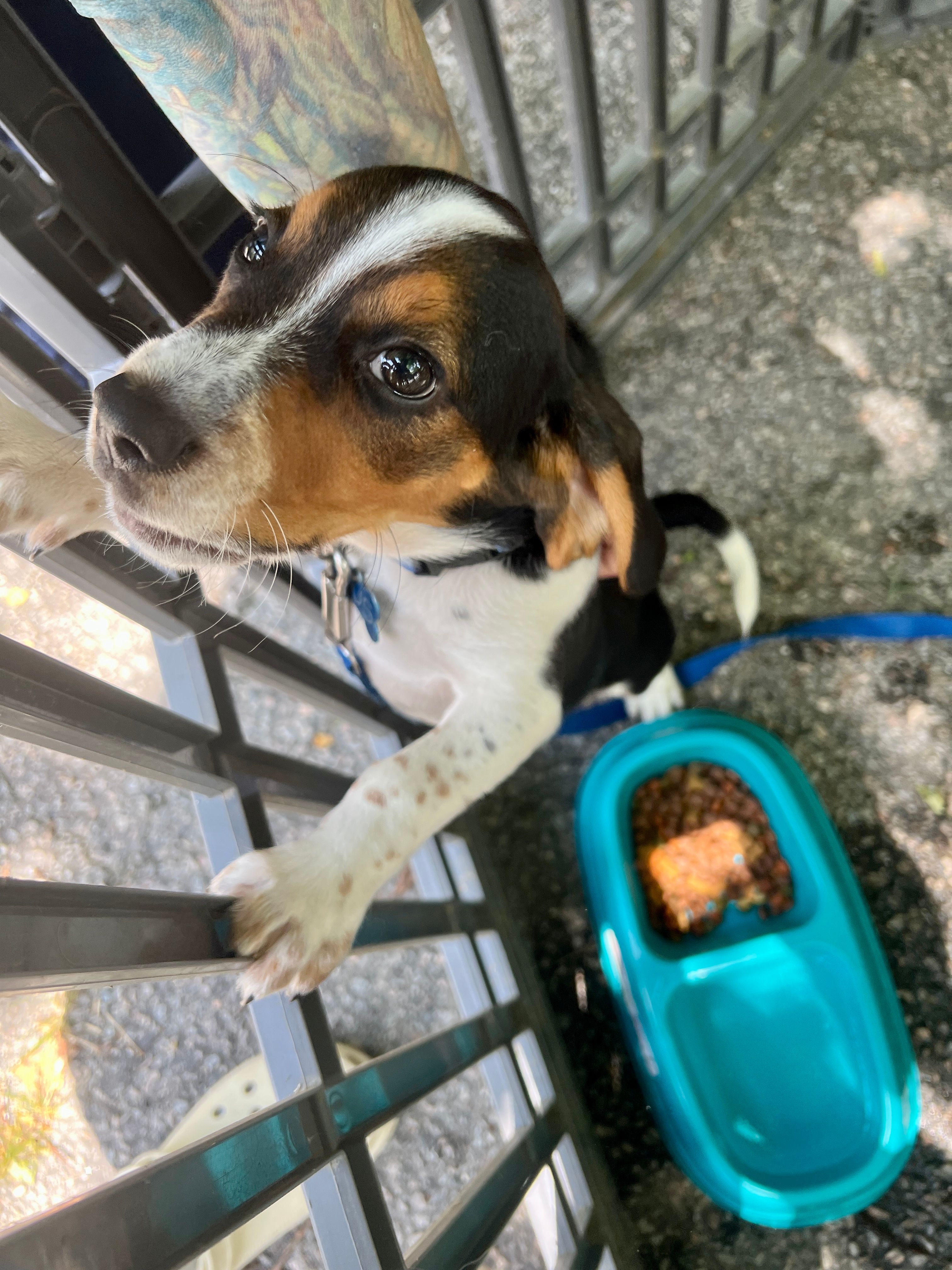 PETERSBURG ANIMAL WELFARE SOCIETY