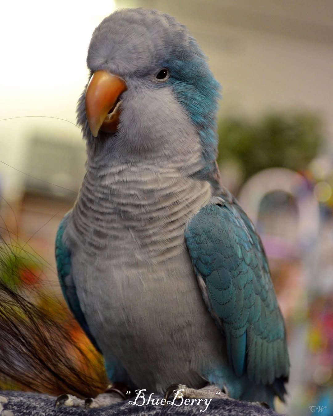 Center for avian adoption rescue and education