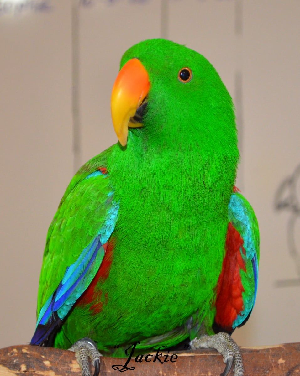 Center for avian adoption rescue and education