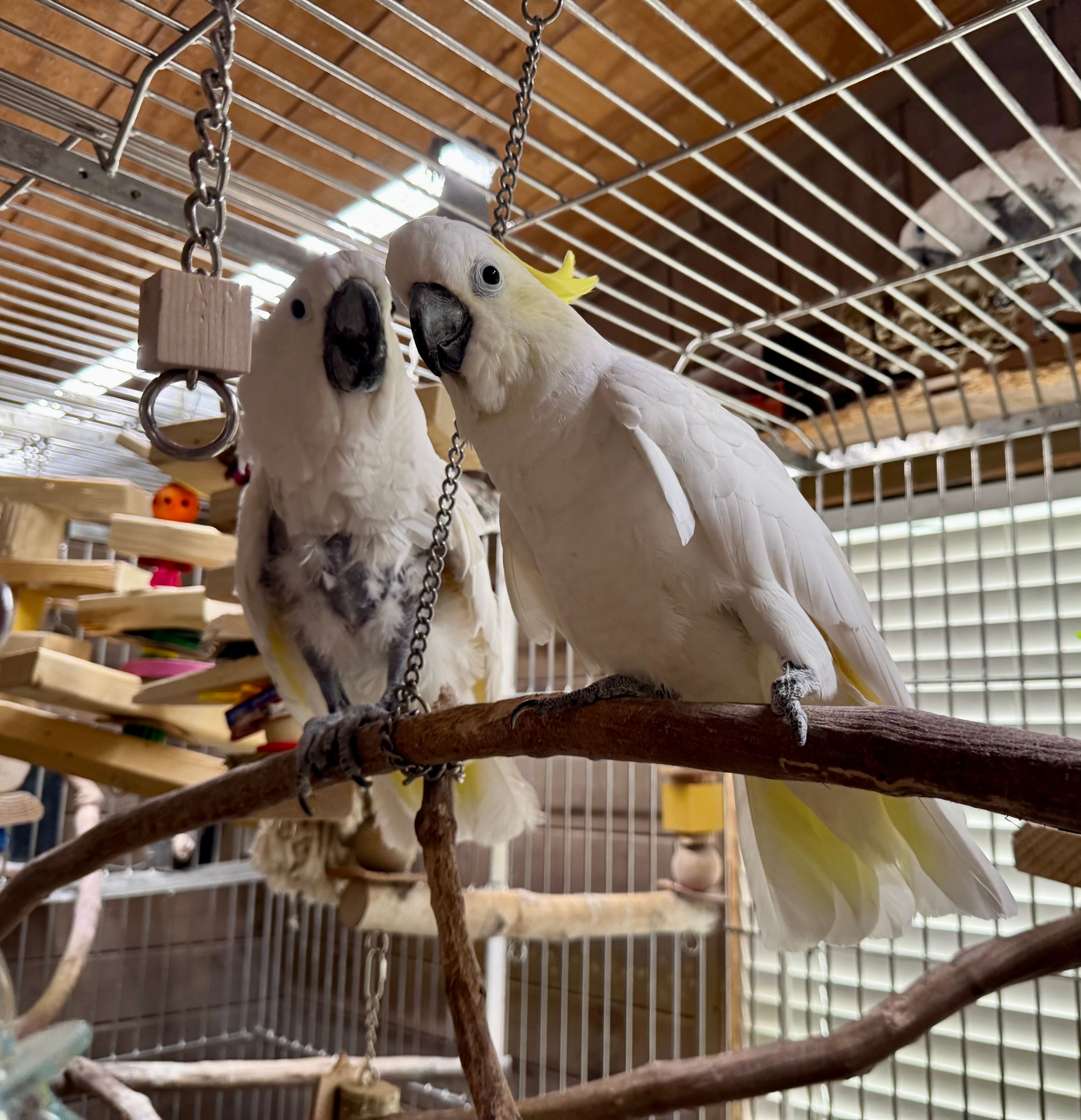 Cockatoo ranch