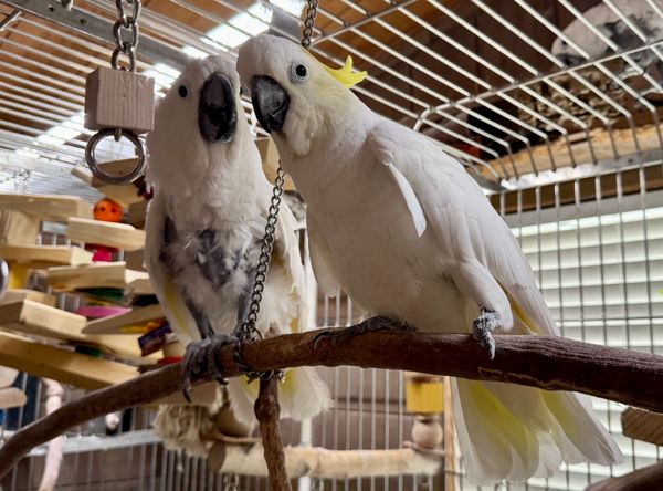 Cockatoo ranch