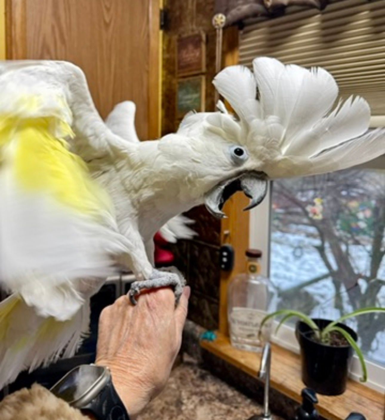 Cockatoo ranch