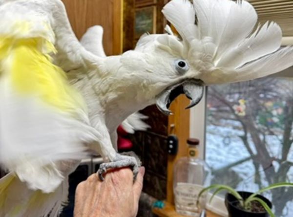 Cockatoo ranch