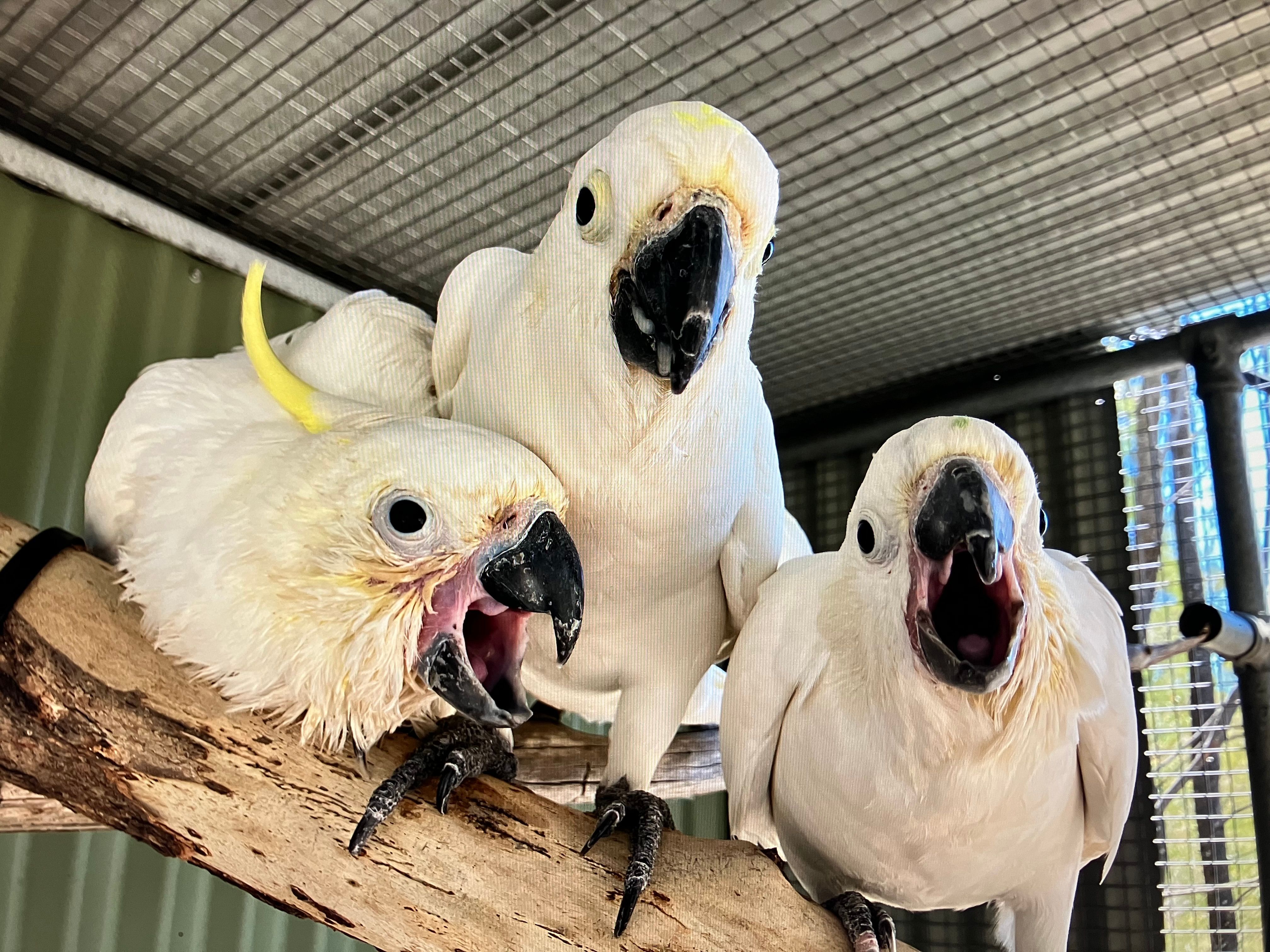 Wildcare Queanbeyan Inc.