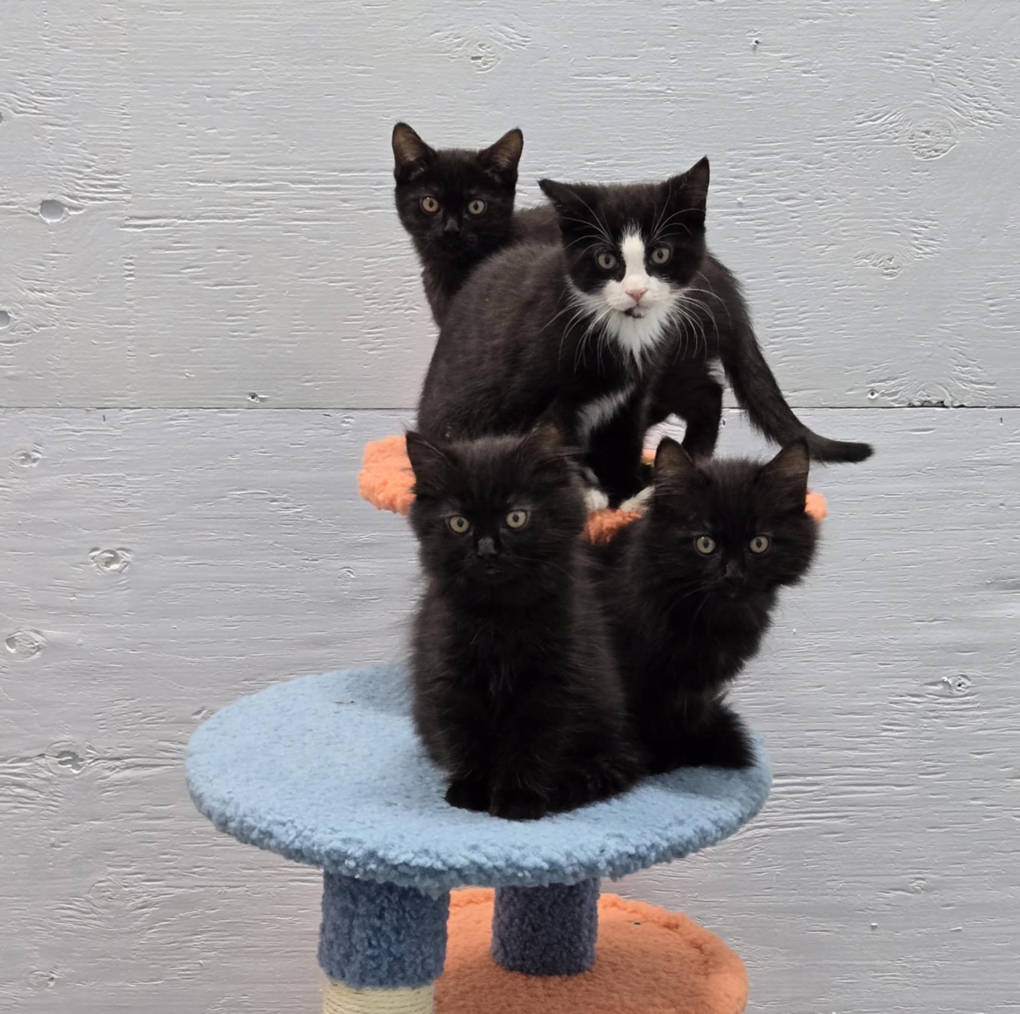 Fraser Valley Humane Society