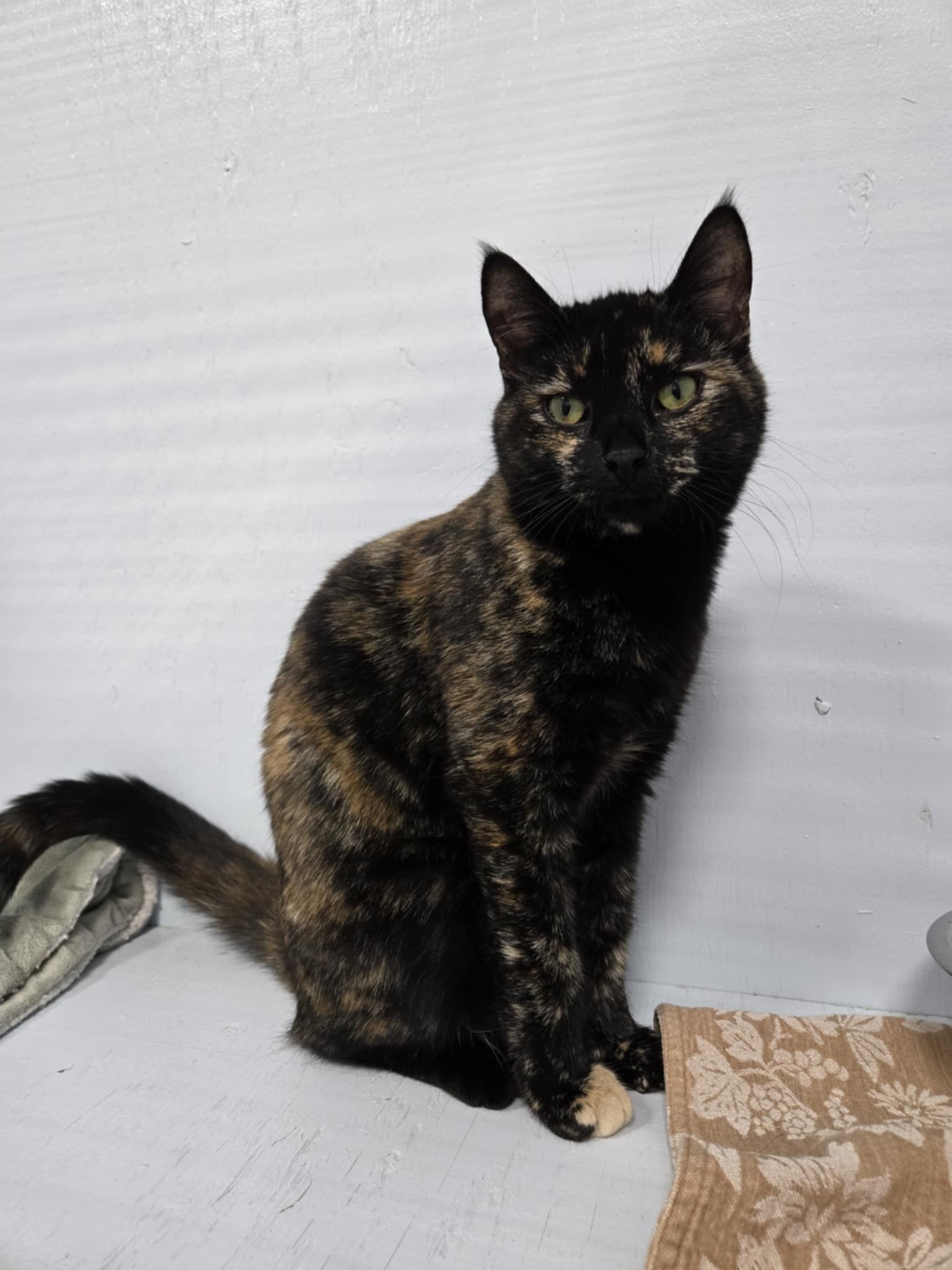 Fraser Valley Humane Society