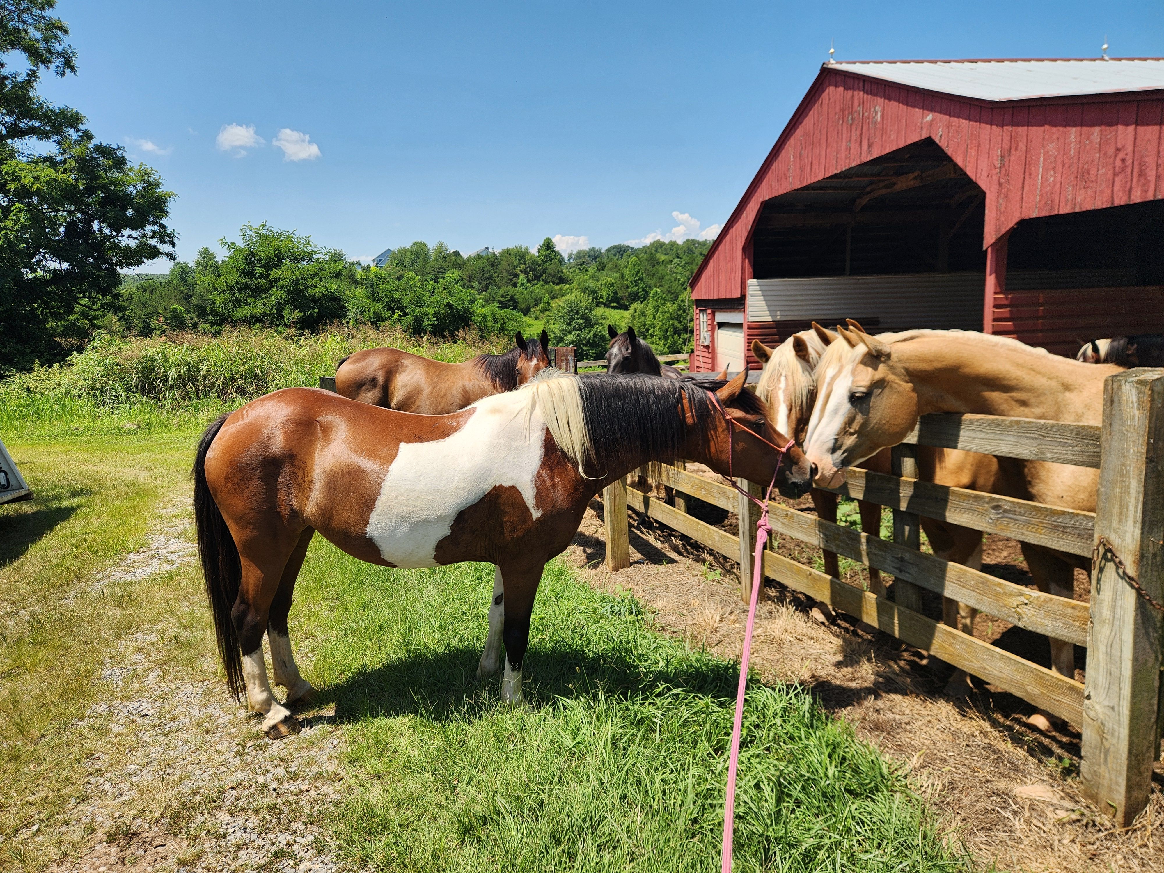 Peace and harmony horse rescue inc
