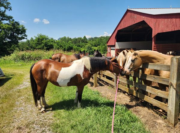 Peace and harmony horse rescue inc