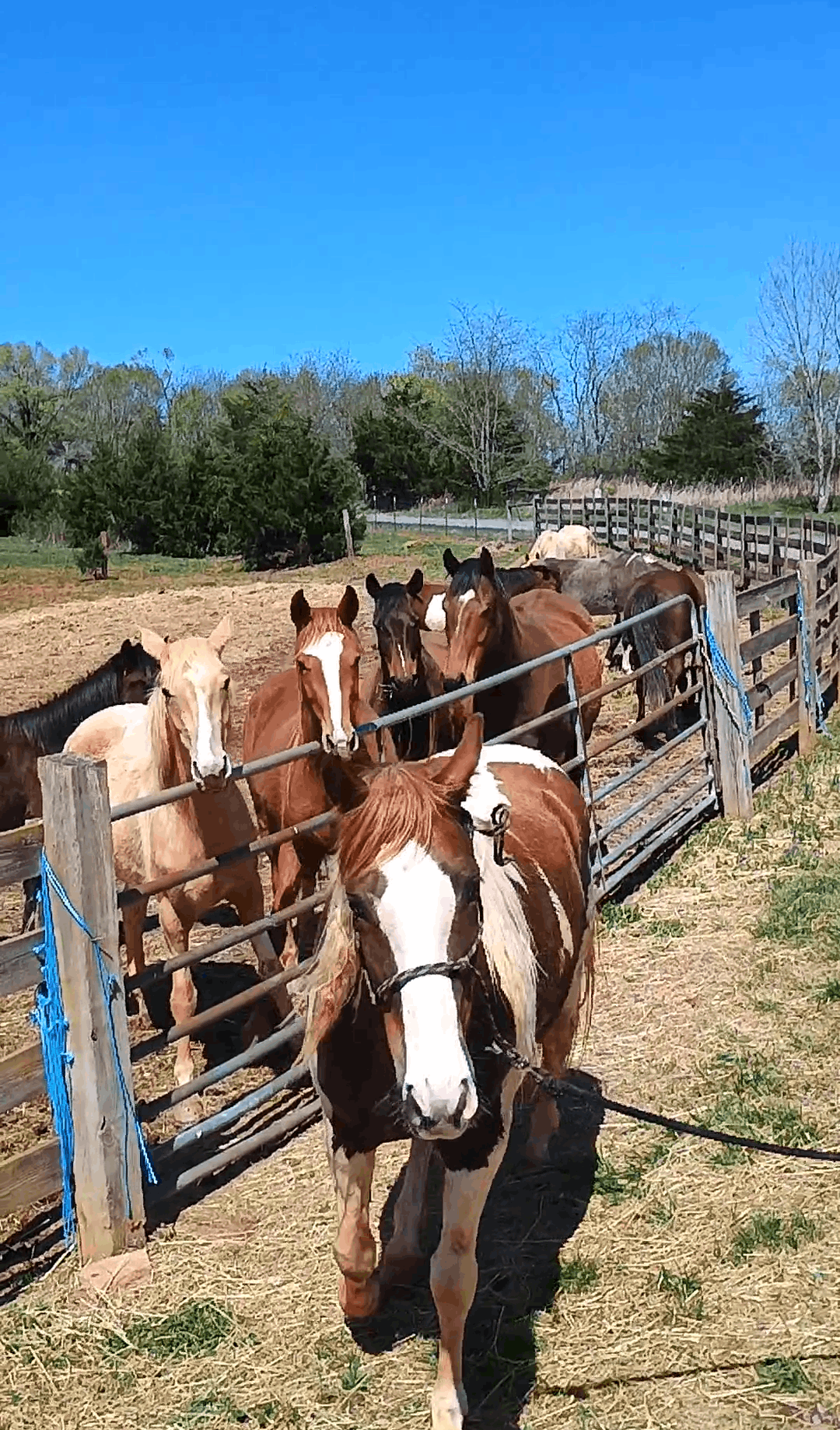 Peace and harmony horse rescue inc