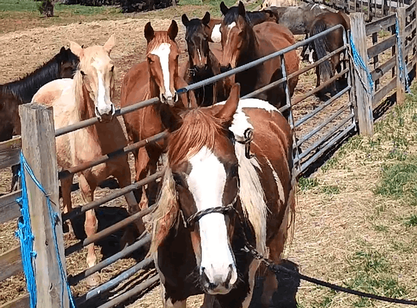 Peace and harmony horse rescue inc