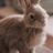 Adoptabunnyrabbit