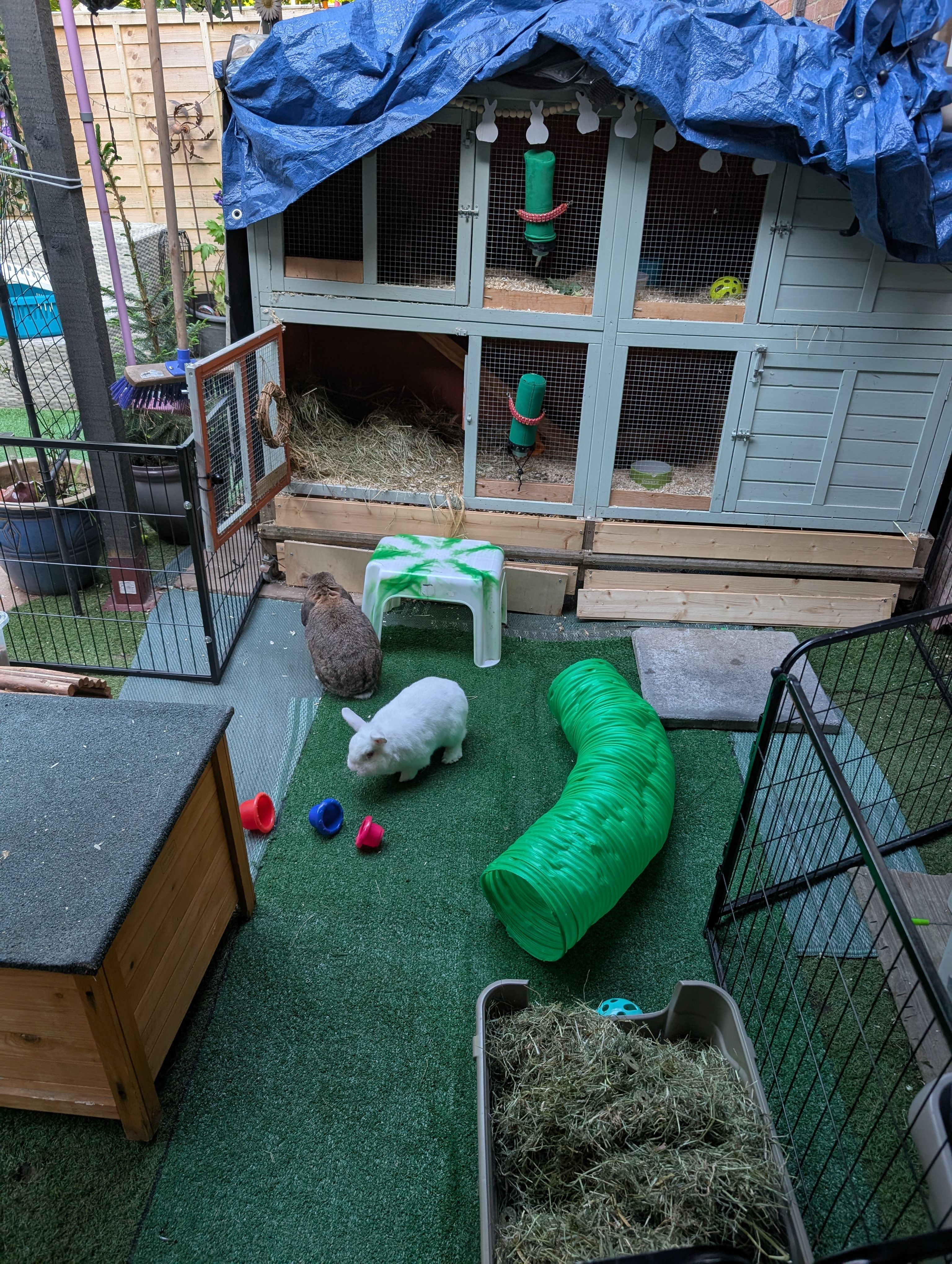 Keki Guinea Pig Rescue CIC