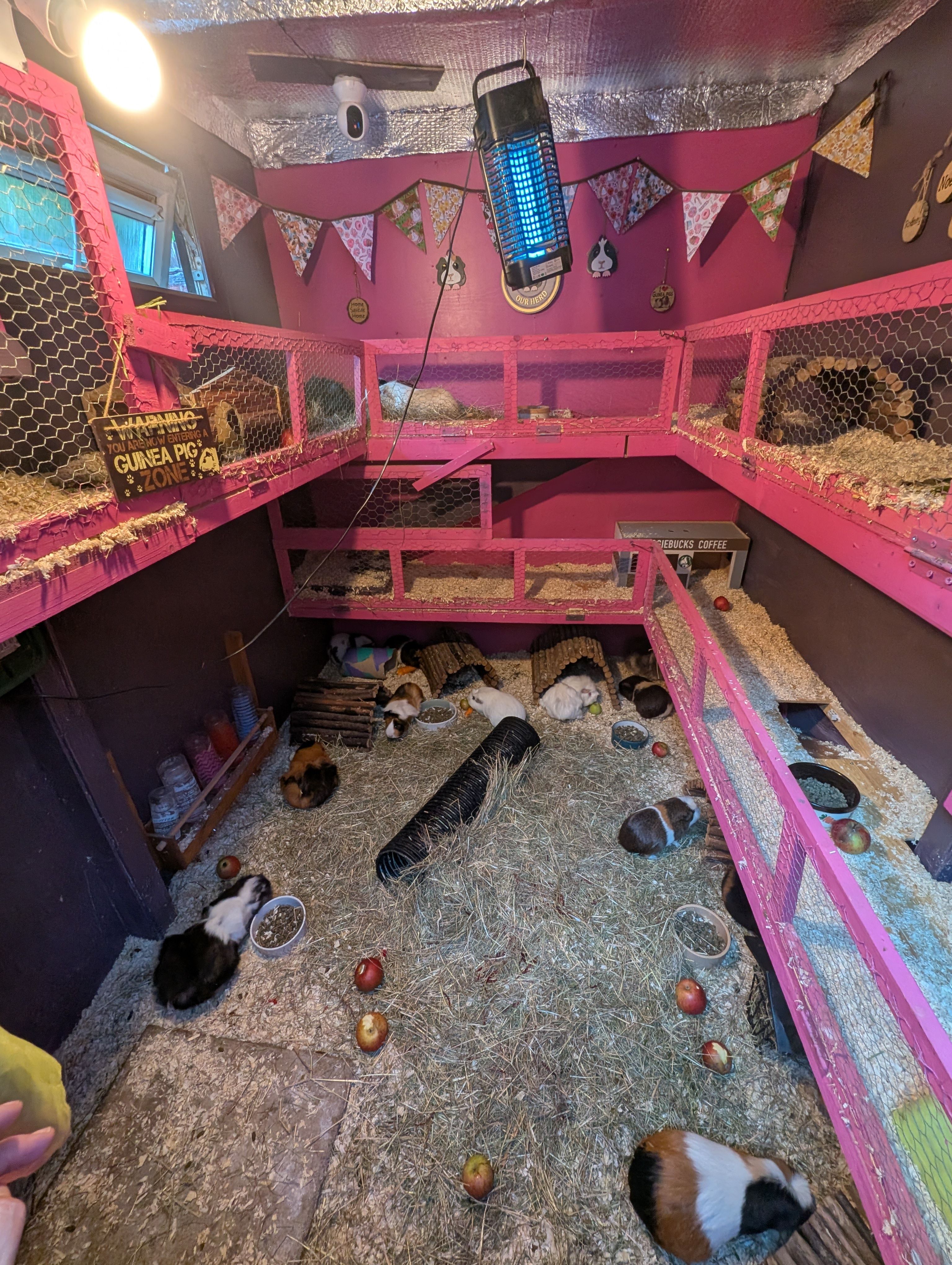 Keki Guinea Pig Rescue CIC