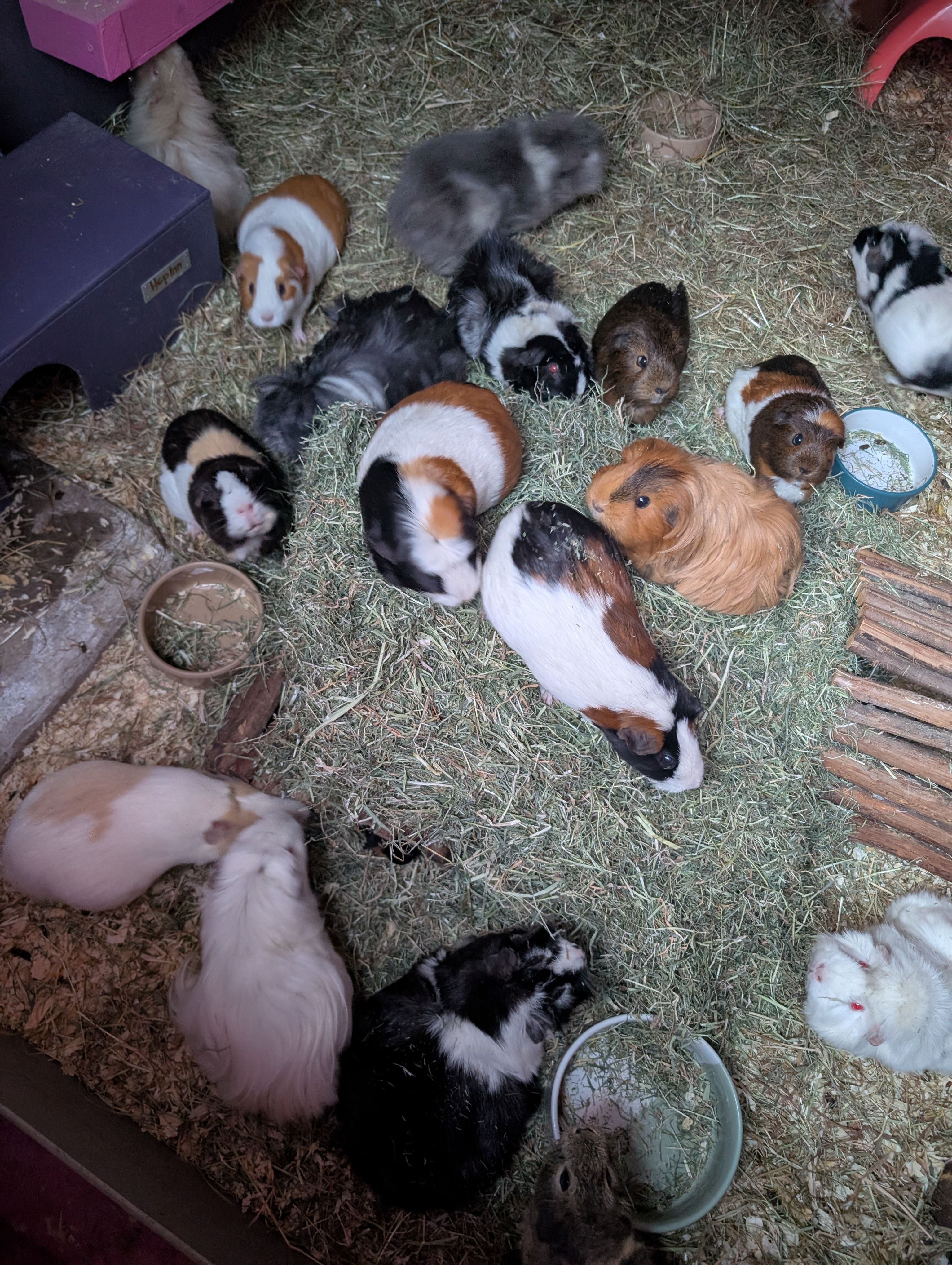 Keki Guinea Pig Rescue CIC