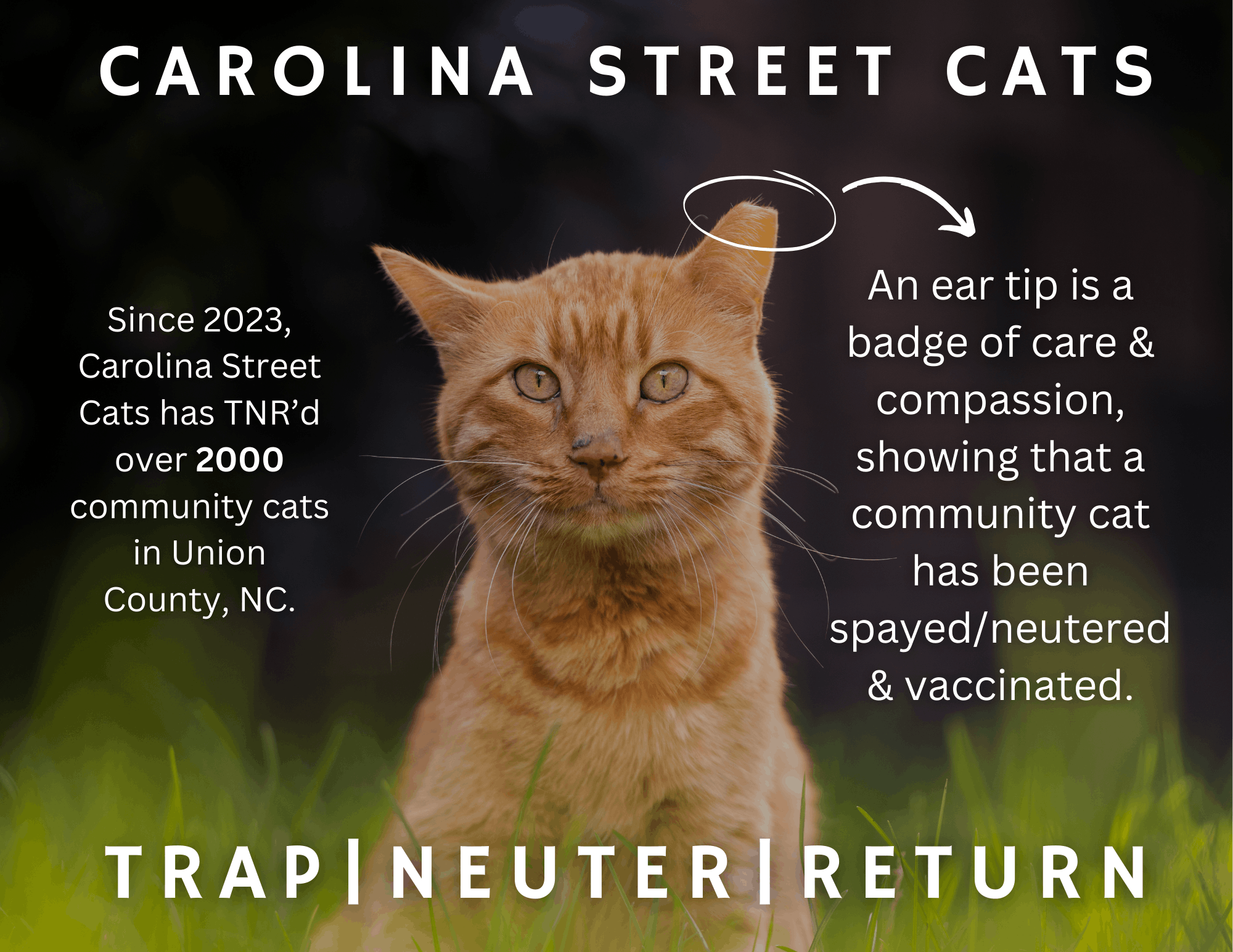 Carolina Street Cats