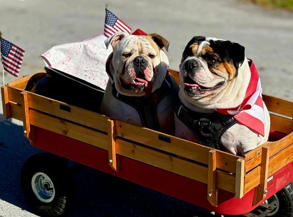 Pet Adoption and Welfare Society of Carteret