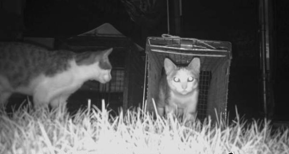 Annette's Pets TNR Rescue